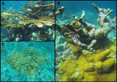 Assessment of Elkhorn Coral Populations and Associated Herbivores in Akumal, Mexico